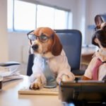 Imobiliária auxilia na busca por imóveis ideais para pets