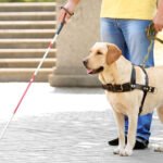 Dia do Cão-Guia será celebrado em 24 de abril