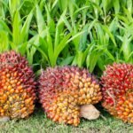 Pará começa a rastrear a produção de dendê