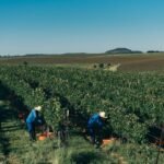 Como a Salton zerou o uso de herbicidas em vinhedos próprios