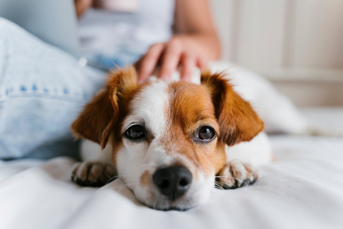 Influenza canina: cães também podem ficar gripados