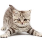 Conscientizar a sociedade é uma forma promover o direito dos animais