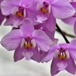 Cultivo de orquídeas em escritórios traz benefícios para a saúde