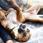 Hill's reforça importância das fibras na saúde intestinal e bem-estar de pets