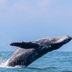 Litoral Norte de SP inicia temporada de baleias-jubarte e impulsiona turismo