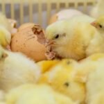 Biosseguridade na indústria garante consumo de frango seguro