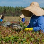 Eucatex integra lista de líderes globais em sustentabilidade