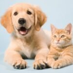 Dia Nacional de Adotar um Animal será comemorado pelo 25º ano consecutivo