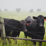 Desempenho da indústria química impacta cadeia de alimentos