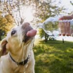 Nutricionista explica por que o corpo precisa de mais água no tempo seco