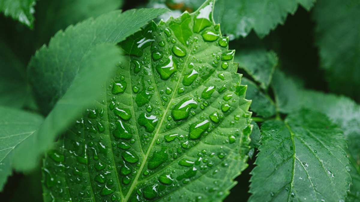 Alta no mercado de fertilizantes favorece indústria química