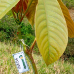 Era da sustentabilidade impulsiona ações de reflorestamento