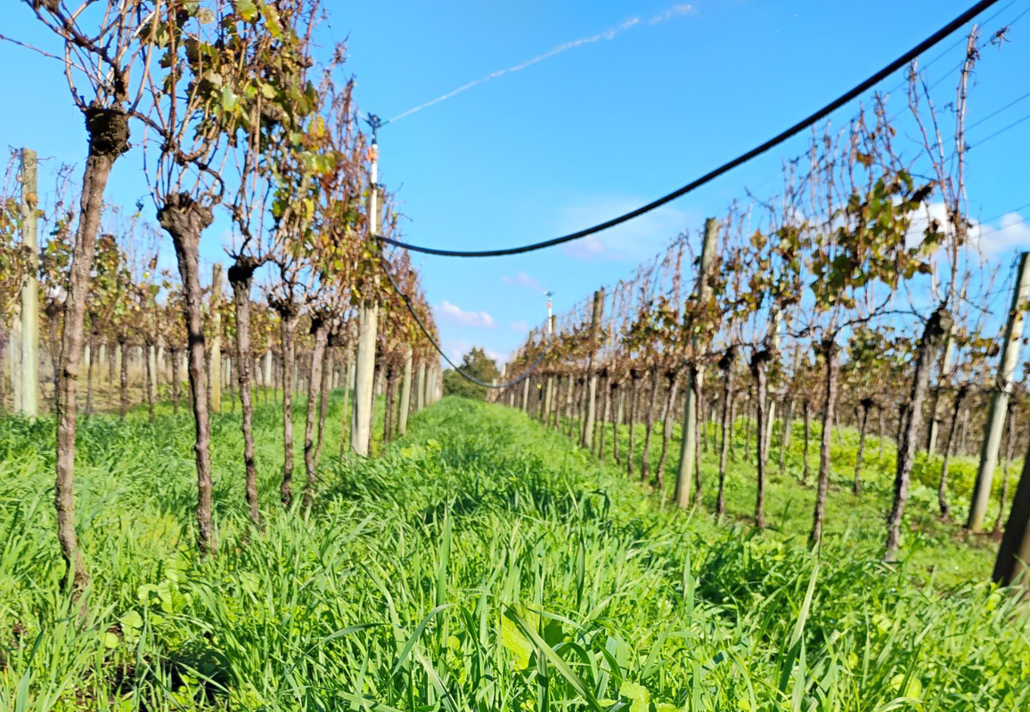 RS leva viticultura sustentável à pauta da COP30