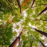 Florestas são uma fonte de benefícios para o ser humano