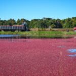 Cranberries impulsionam a cultura alimentar norte-americana